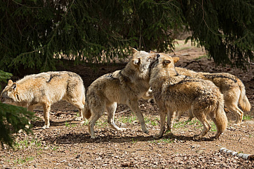 Wolf