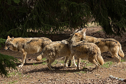 Wolf