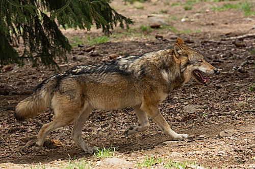 Wolf