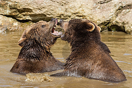 Braunbär