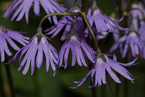 Berg-Troddelblume