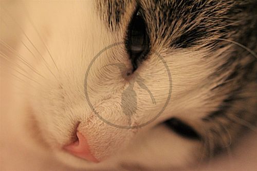 Europäische Kurzhaarkatze