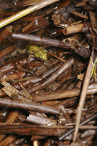 Ostafrikansicher Bergfrosch
