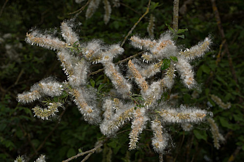 Silber-Weide