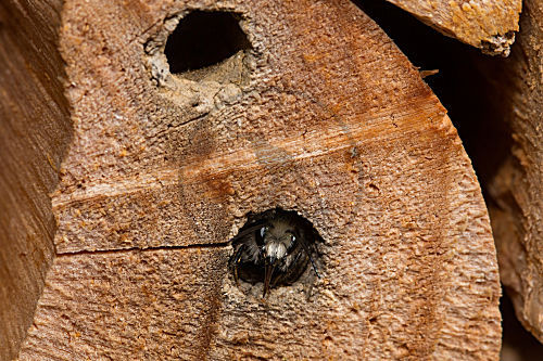 Gehörnte Mauerbiene
