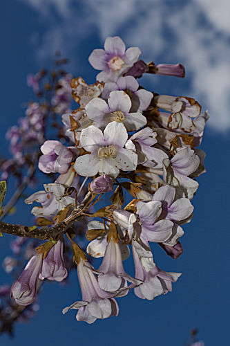 Blauglockenbaum