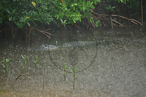 Mississippi-Alligator