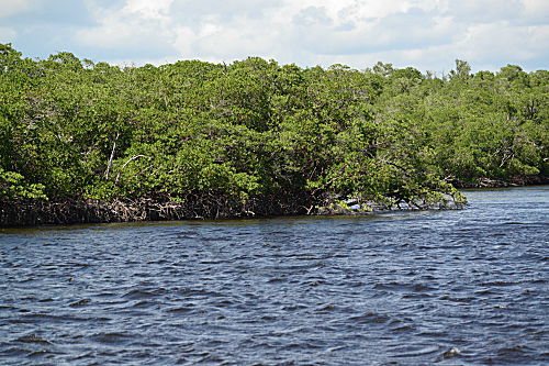 Everglades