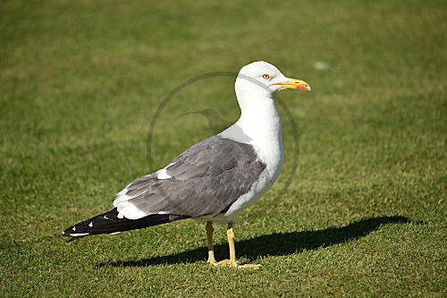 Heringsmöwe