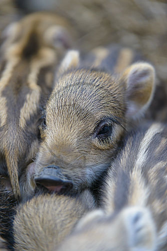 Wildschwein,