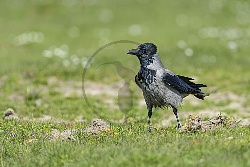 Nebelkrähe