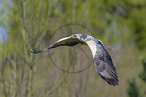 Mäusebussard