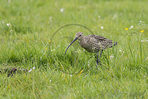 Grosser Brachvogel