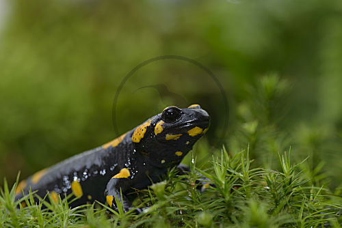 Feuersalamander