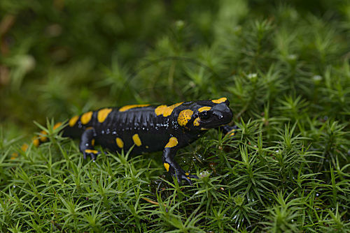 Feuersalamander