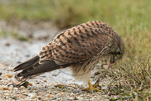 Turmfalke