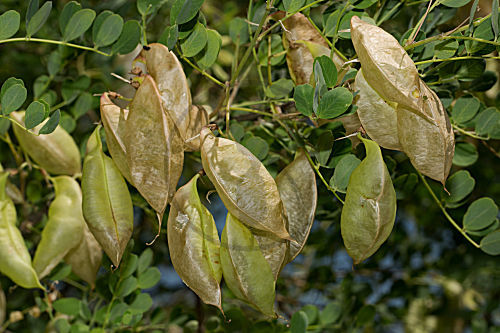 Gelber Blasenstrauch