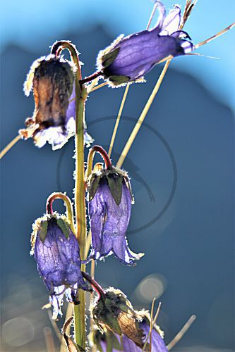Bärtige Glockenblume