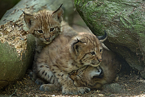 Luchs