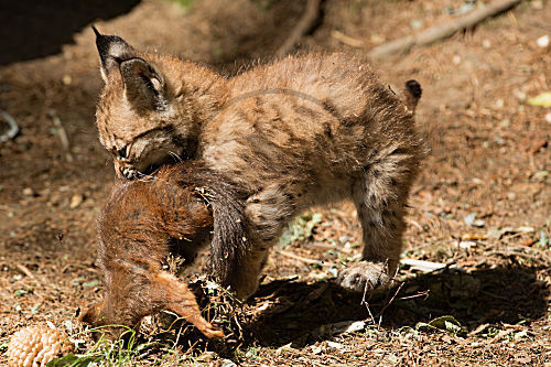 Luchs