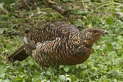 Auerhuhn
