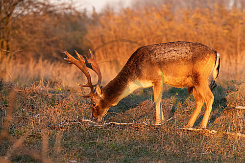 Damhirsch