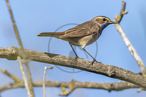 Weißsterniges Blaukehlchen (Luscina svecia cyanecula)