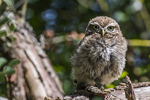 Steinkauz (Athene noctua)