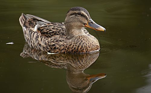 Stockente