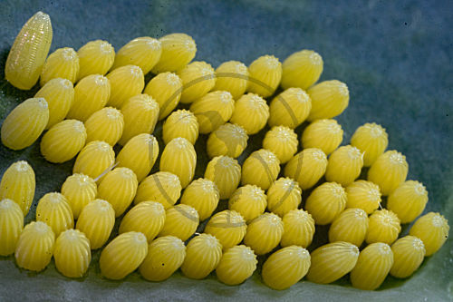 Grosser Kohlweissling