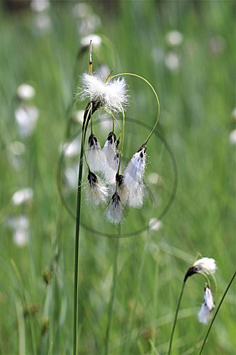 Schmalblättriges Wollgras