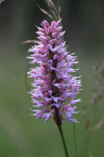 Schlangenknöterich