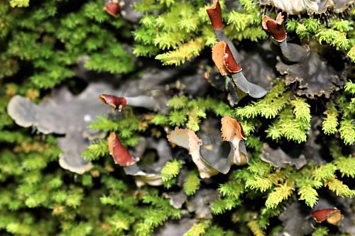 Fingerfrüchtige Schildflechte