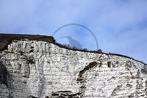 Dover