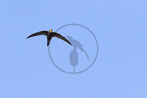 Mauersegler (Apus apus)