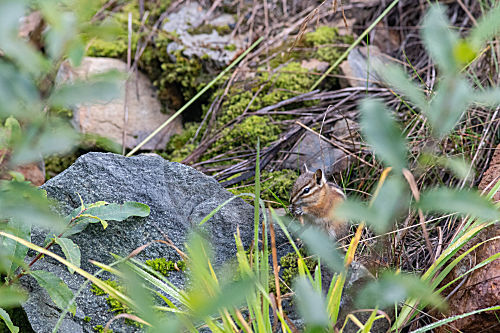 Kleine Streifenhörnchen in Kanada