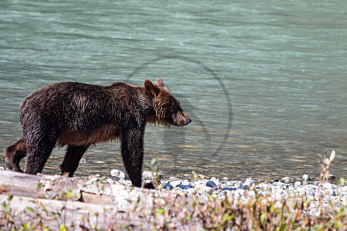 Grizzlybär in Kanada