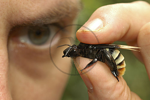 Forscher mit grösster Prachtbienen-Art Eulaema