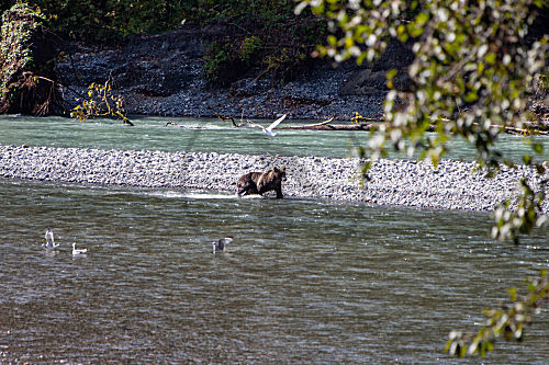 Grizzlybär in Kanada