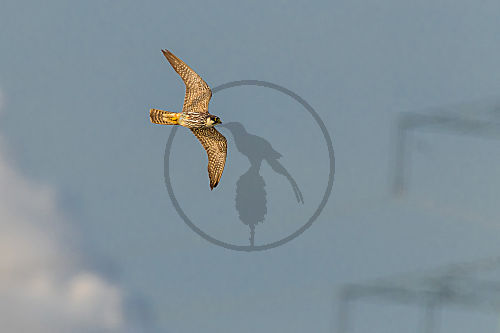 Baumfalke