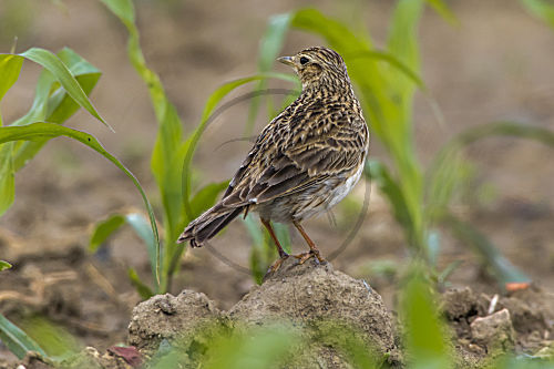 Feldlerche (Alauda aevensis)