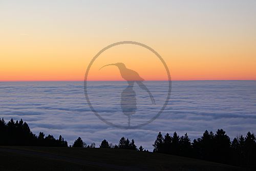 Nebelmeer am Bodensee