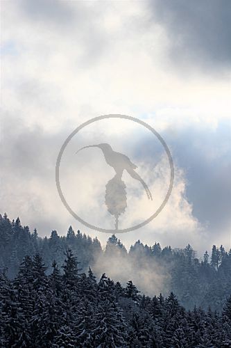 Nebel