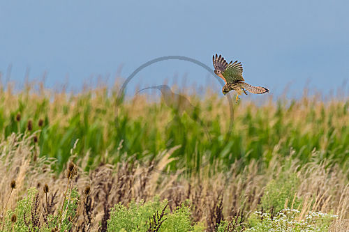 Turmfalke