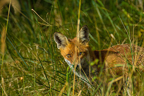 Rotfuchs