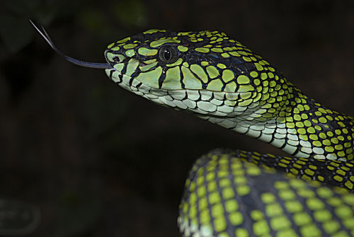 Sumatra Bambusotter