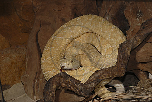 Albino Texasklapperschlange