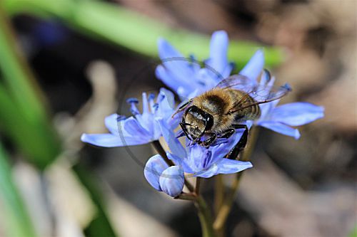 Zweiblättriger Blaustern mit Wildbiene