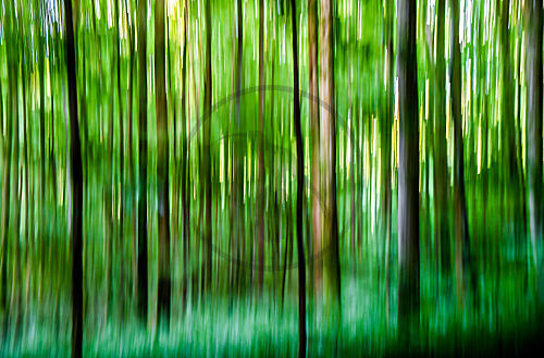 Wald Unterfranken