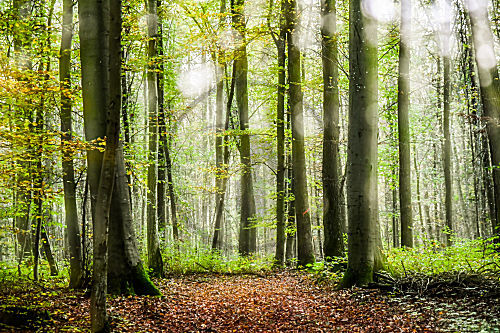 Wald Unterfranken
